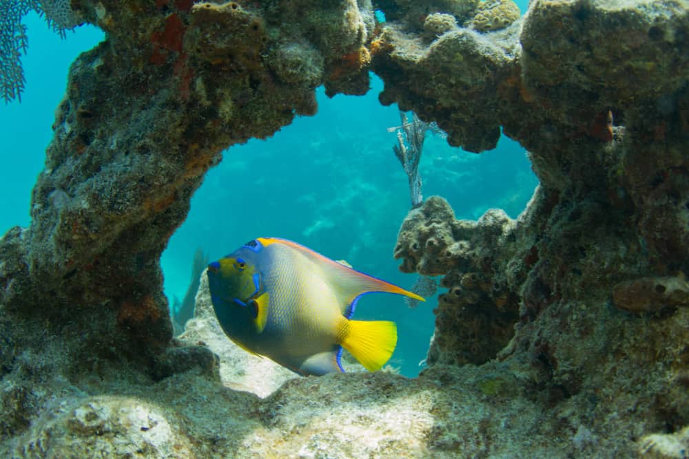 beautiful angel fish are ripe in Looe Key!