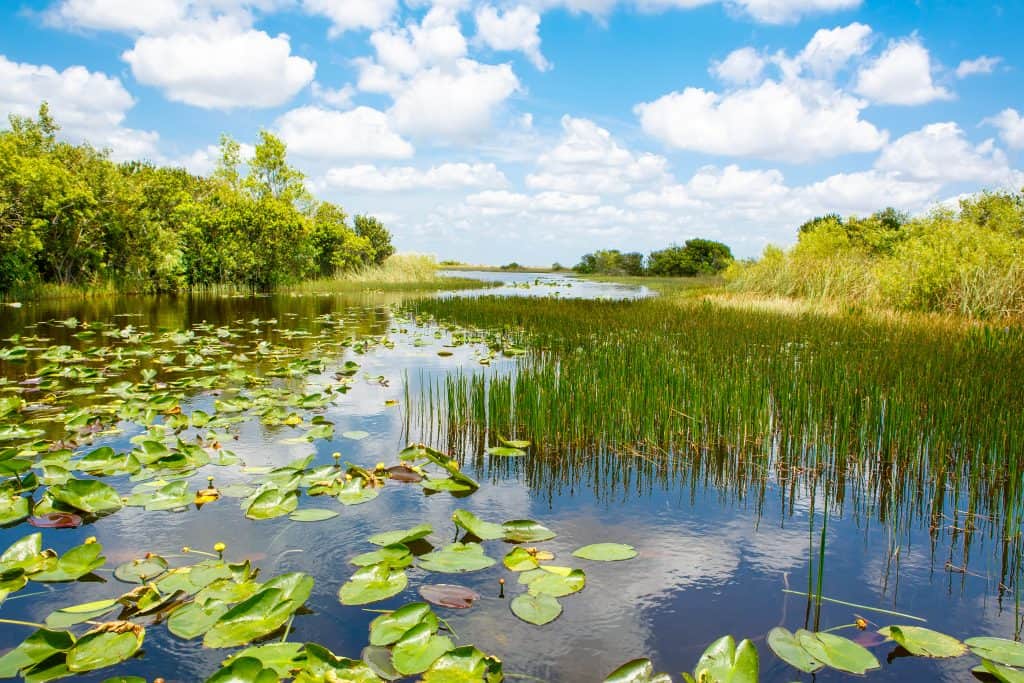 Lily pads float and reeds emerge from the murky waters of the Everglades.