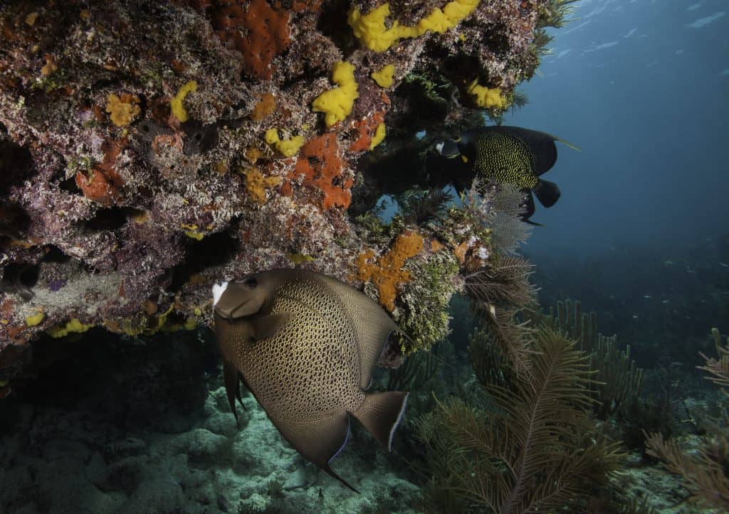 Fish swim near a coral reef at John Pennekamp Coral Reef State Park.