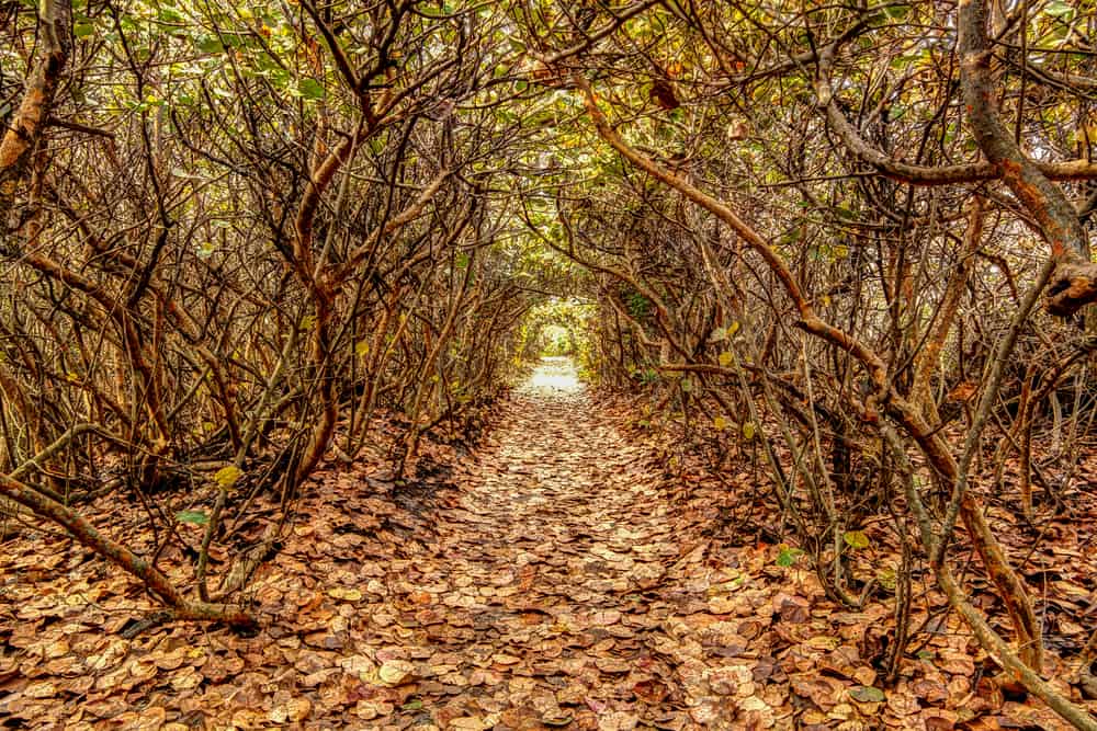 trees create fun tunnel at blowing rocks in south florida day trips 