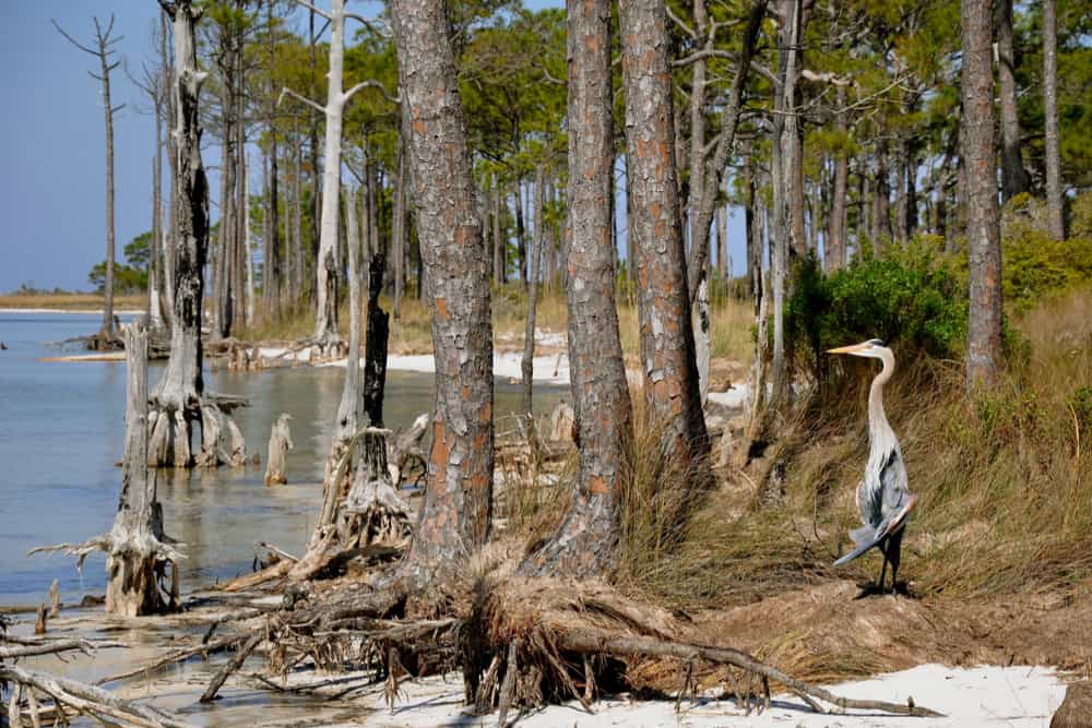 pensacola beach places to visit