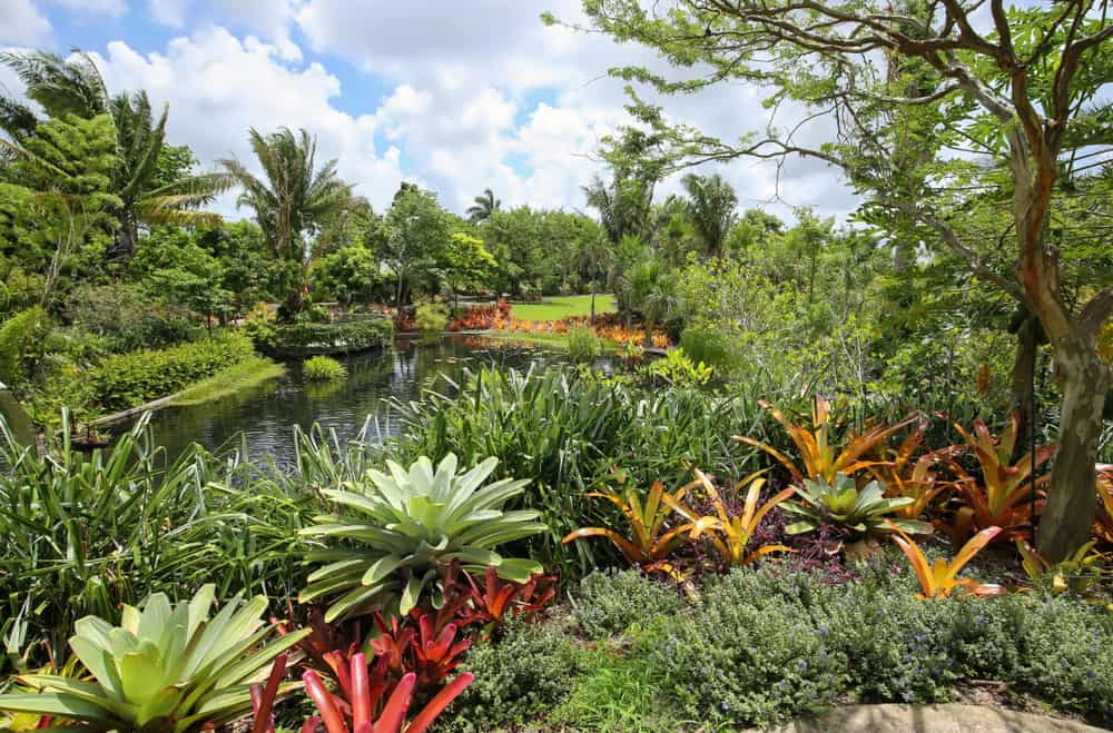 Plants at Naples Botanical Gardens, one of the prettiest botanical gardens in Florida.