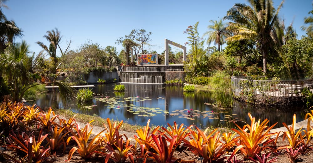 A pond with lilies at Naples Botanical Gardens, one of the prettiest botanical gardens in Florida.