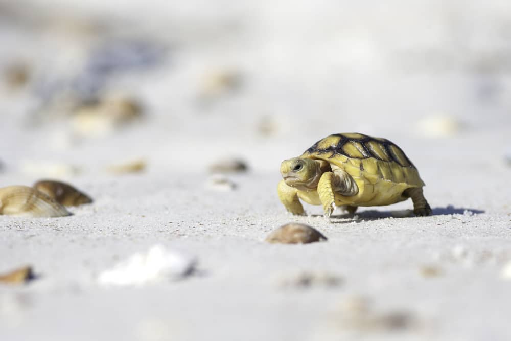 Today, Butler Beach is home to a vulnerable dune ecosystem that houses the endangered Anastasia Island beach mouse and the gopher tortoise. 