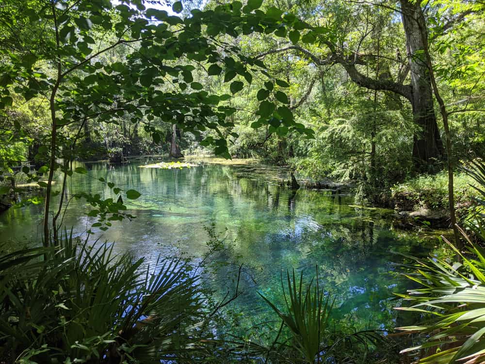 Trees providing shade at the turquoise clear second magnitude springs in North Florida
