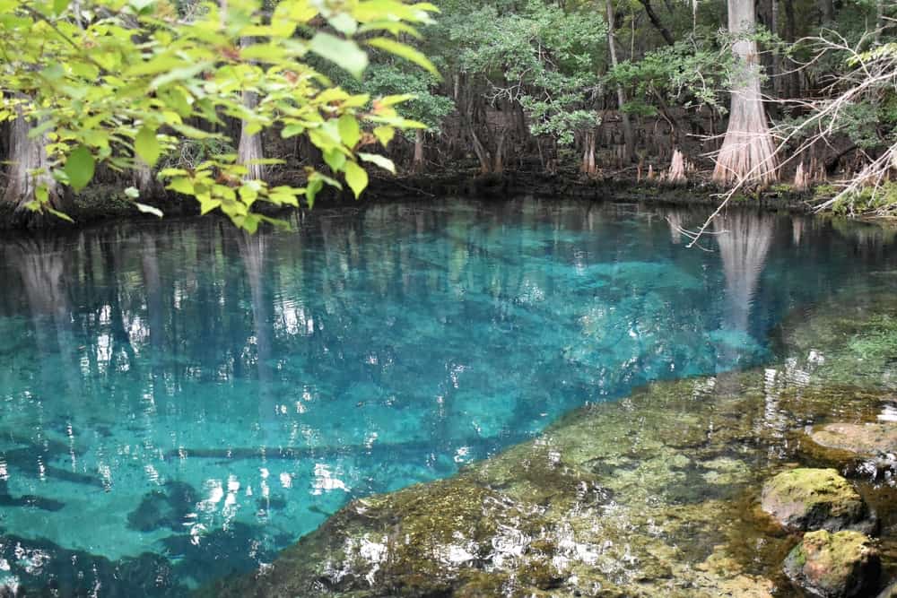 The beautiful manatee springs blue water with trees surrounding the  headspring