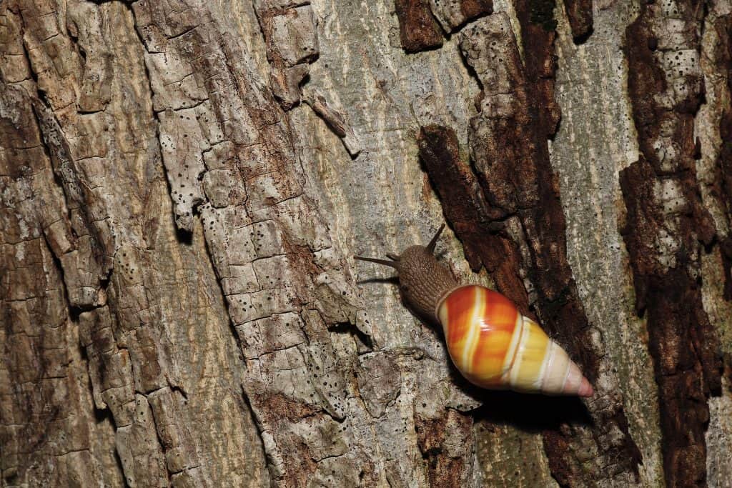 A snail climbs the hammock at Dagny Johnson Key Largo Hammock Botanical State Park, one of the best things to do in Key Largo.