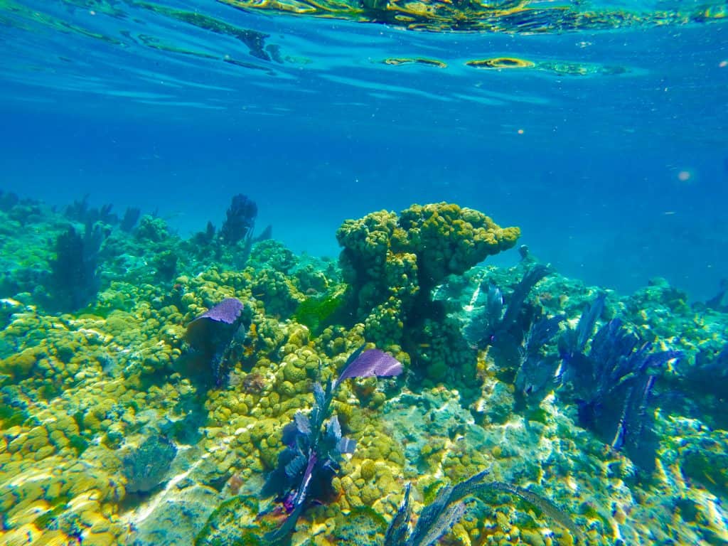 Coral reef and plants sway in the currents at the Florida Keys Marine Sanctuary in Key Largo.