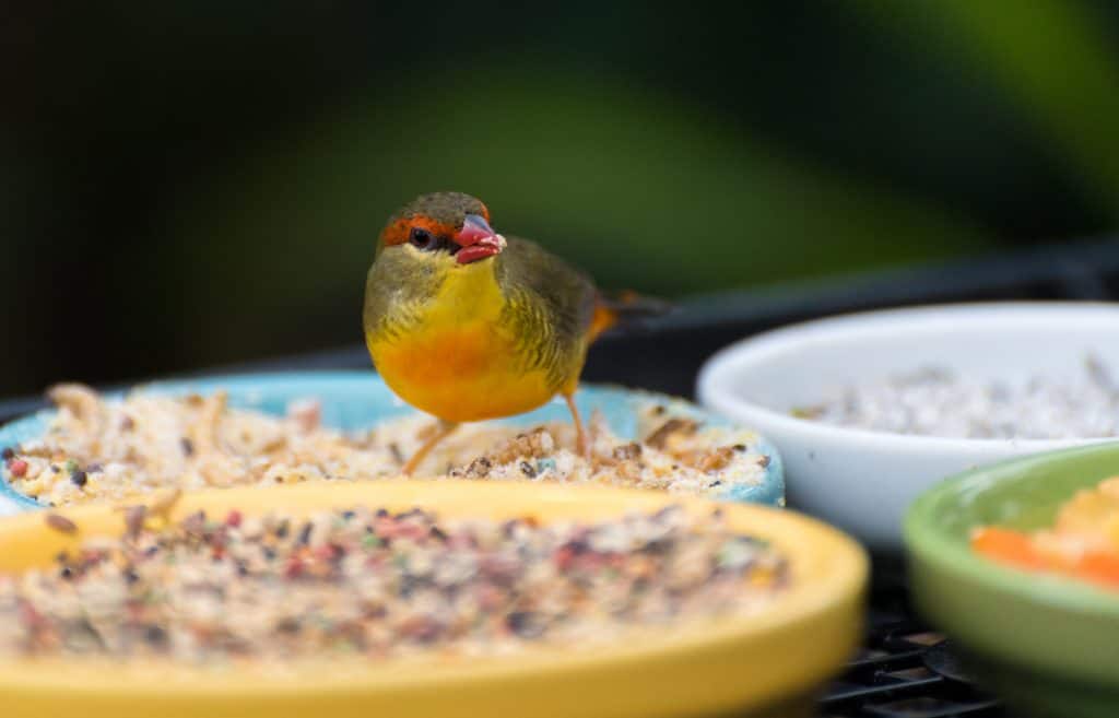 A bird eats at the Florida Keys Wild Bird Rehabilitation Center.