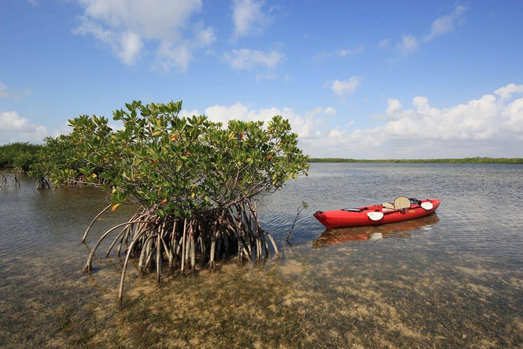 A kayak rests next to a mangrove tree, one of the best things to do in Key Largo.