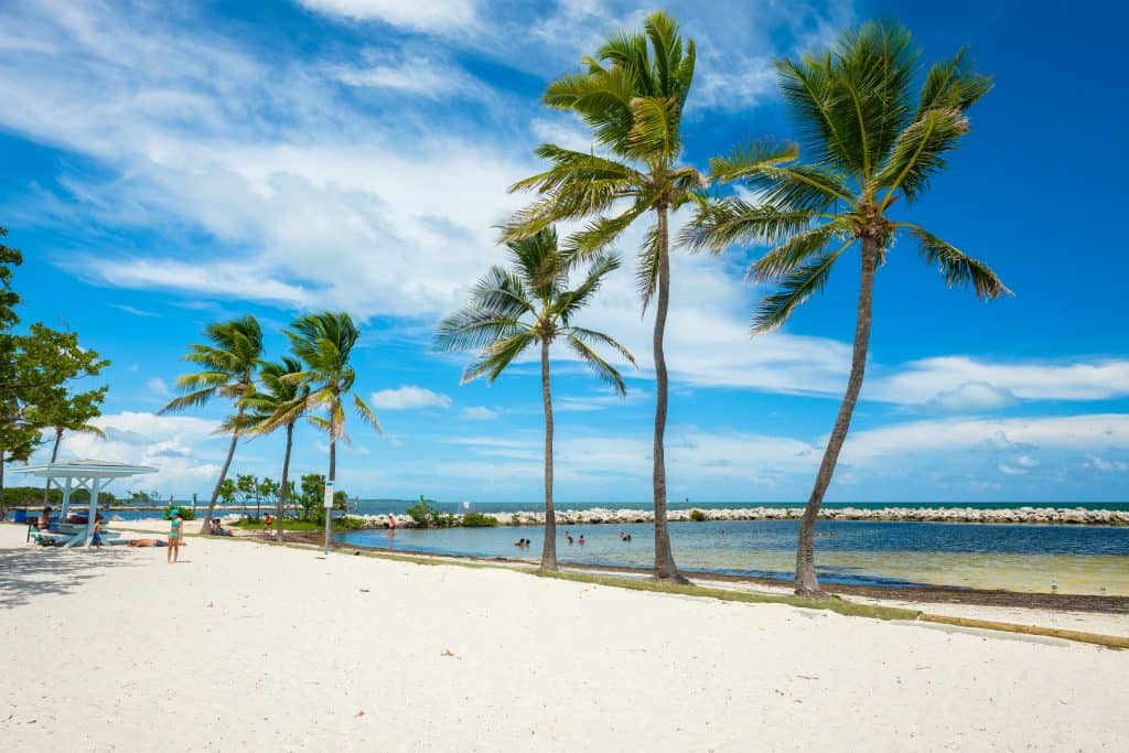 Palm trees sway in the breeze at Harry Harris Park in Key Largo.