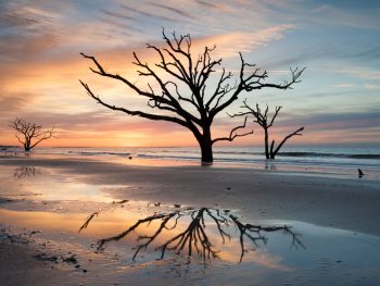 Oak trees on Boneyard Beach on Little Talbot Island one of the best beaches in Jacksonville.