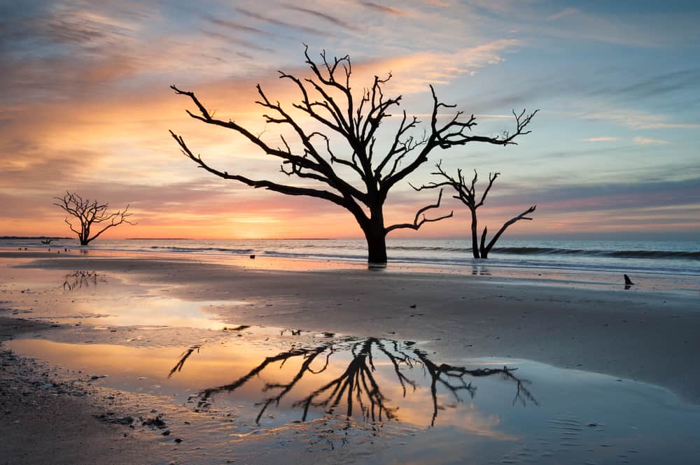 Oak trees on Boneyard Beach on Little Talbot Island.