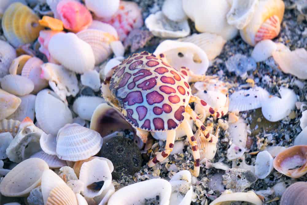 A crab and sea shells on Englewood Beach in Southwest Florida.