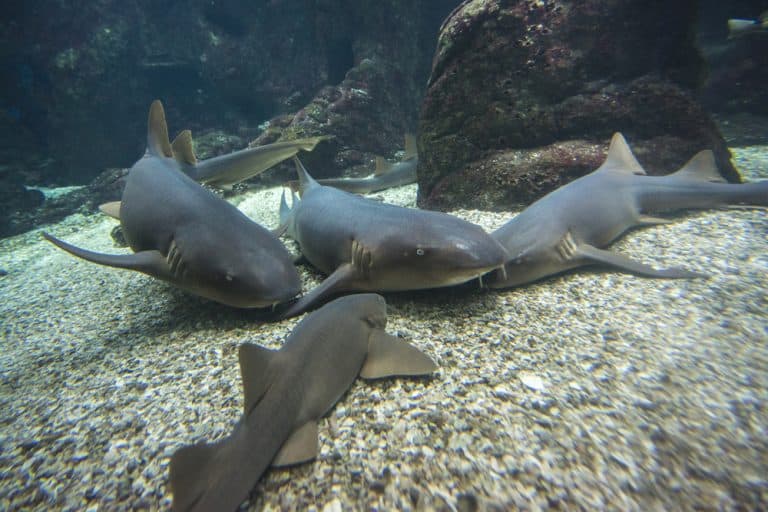 12 Best Aquariums in Florida You Shouldn't Miss Florida Trippers