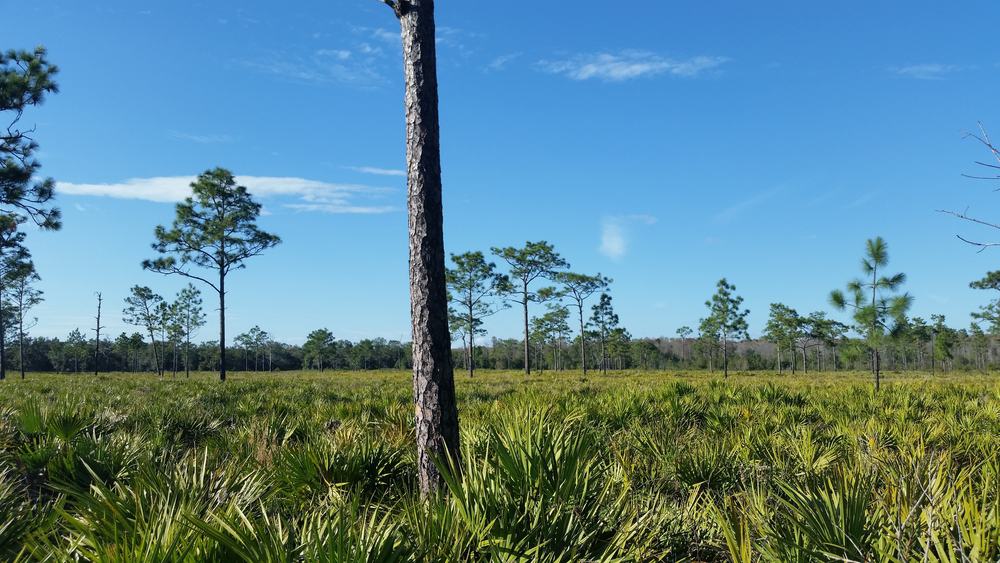 trees, grass and a blue sky at the Disney Wilderness Preserve one of many free things to do in Orlando