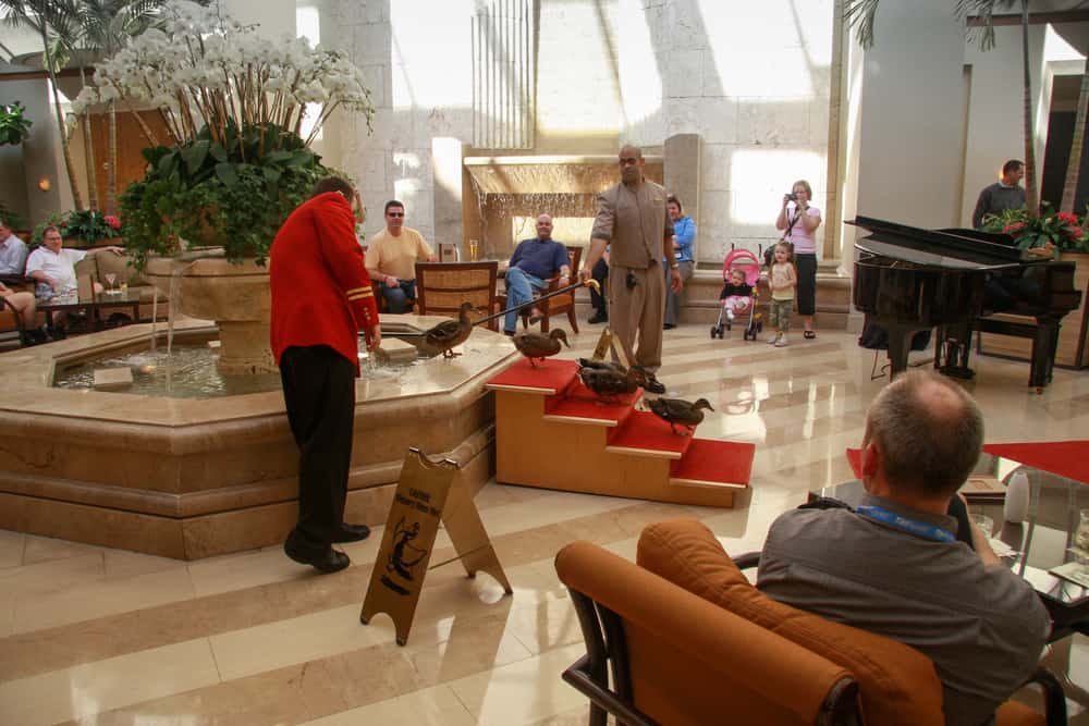 ducks at the peabody hotel in Orlando walking down their red carpet