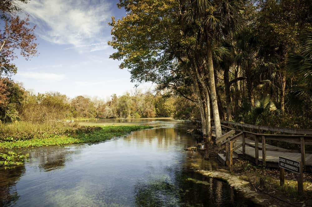 This displays the beauty of Wekiwa Springs boardwalk and how close you can get to the aquatic life. 