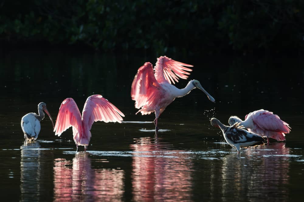 Spoonbills, pink in color, feed in nature wild refuges.