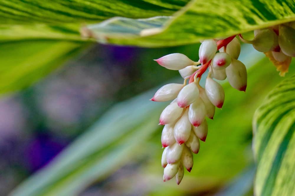 The botanical gardens offer a close up look of all of Sanibel's nature: this photo is of the seeds of a flower before bloom.