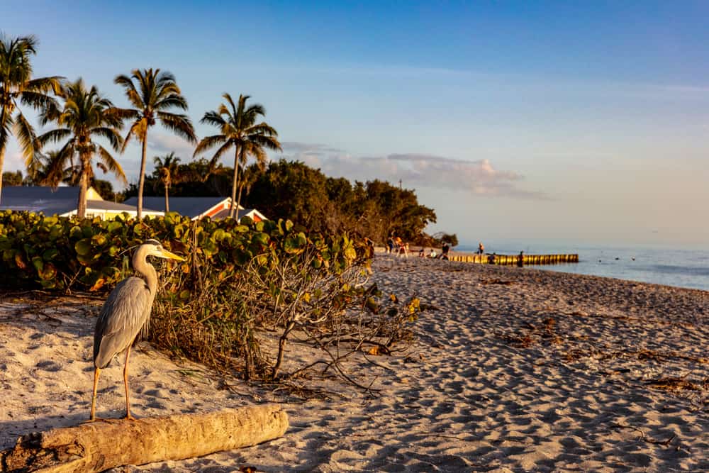 a heron watches over the sand on Blind Pass Beach