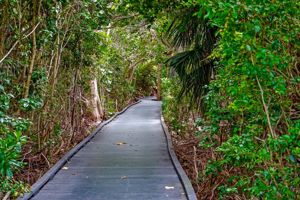 The trails of the Nature Center allow you to walk through wetlands.