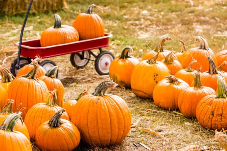 21 Best Corn Mazes, Hayrides, And Pumpkin Patches In Florida - Florida 