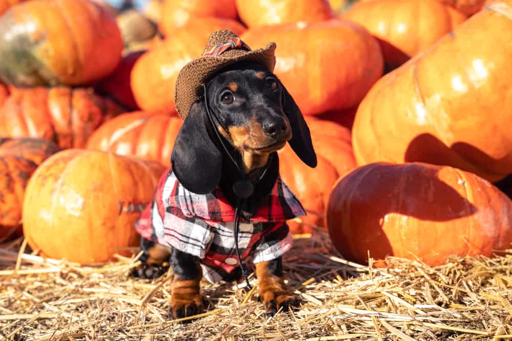 A dachshund dog dressed in flannel and a cowboy hat, sitting in front of a pile of pumpkins.