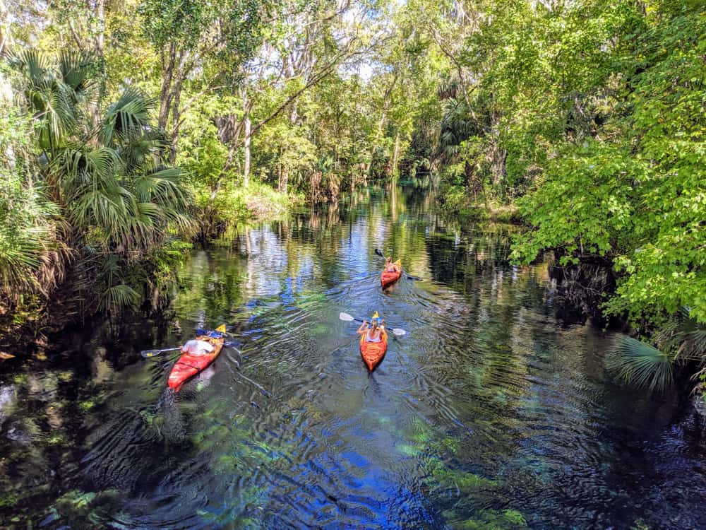 Three people kayaking with manatees in Silver Springs Florida