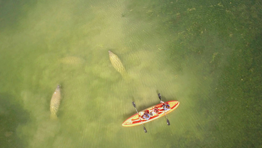 Aerial show of two people in an orange kayak with two manatees swimming around them