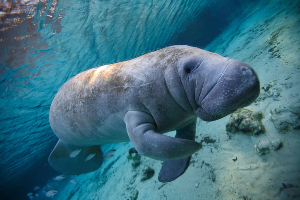 Manatee swimming in crystal river