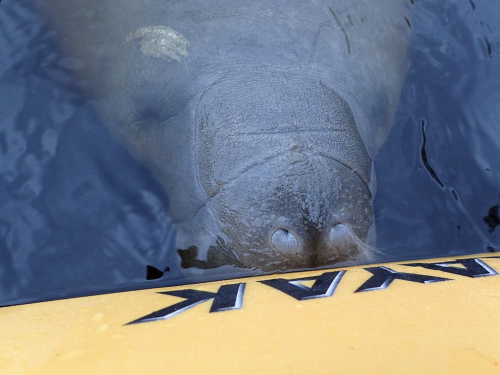 A Manatee up against a kayak in an article about kayaking with manatee Florida