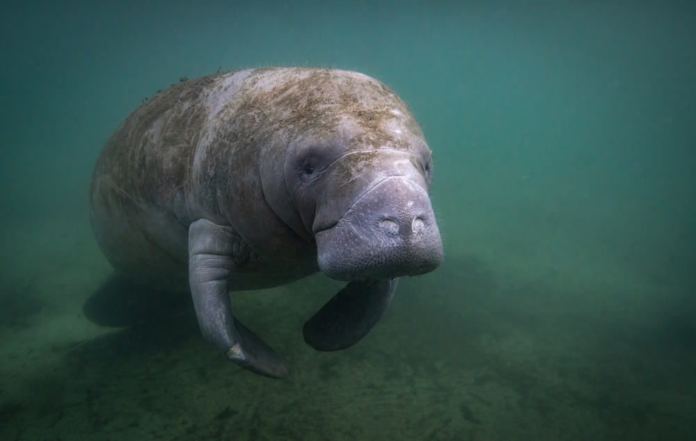 A Manatee swimming underwater