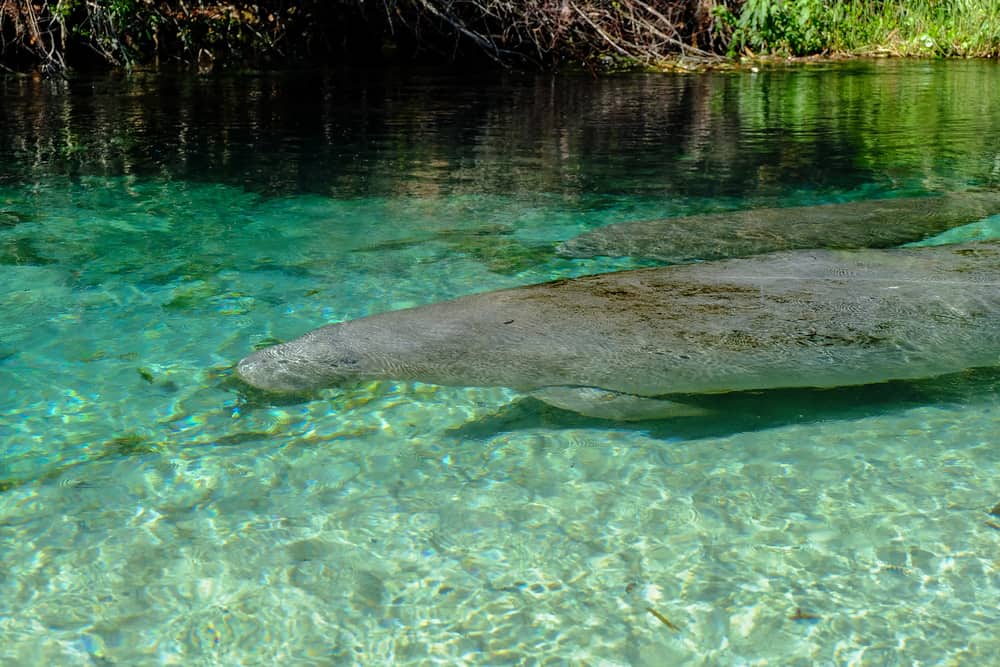A manatee swimming in Weeki Wachee spring in an article about where to kayak with manatees in Florida