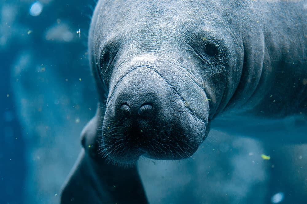 Up close shot of a manatee in water in an article about kayak with manatees in Florida