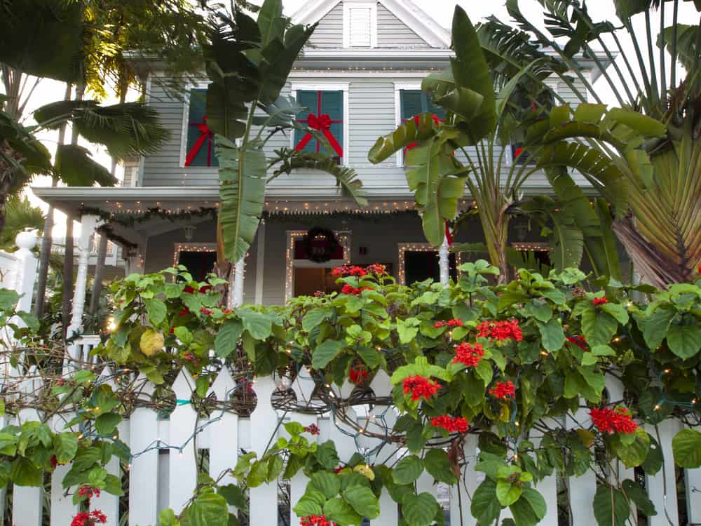 A residents yard is decorated for Christmas in Key West with red flowers, bows, and white Christmas lights. 