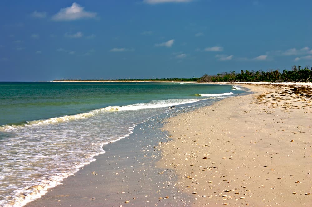 Photo of the seashells on the most elusive of the beaches in Fort Myers, Cayo Costa