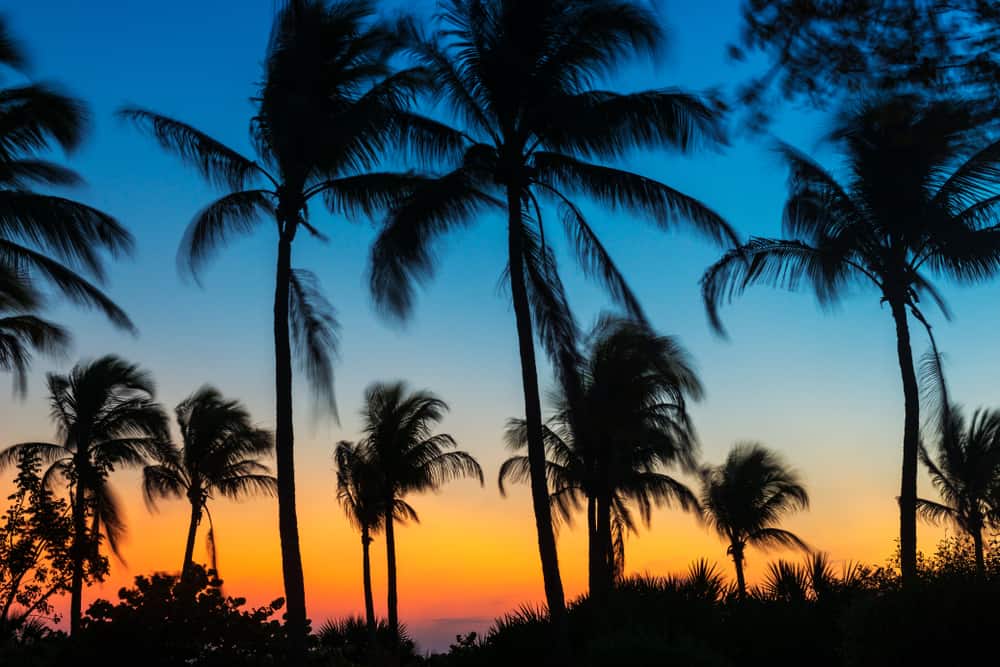 Silhouette of palm trees against a sunset.