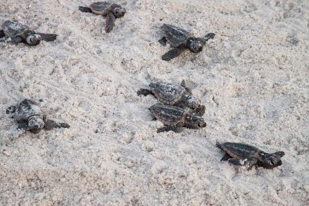 Baby turtles on the beach making their way to the water.