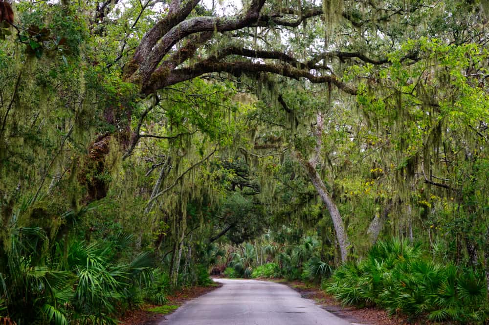 tree covered bike trail on Amelia Island where you can enjoy one of the best bike trails in Florida
