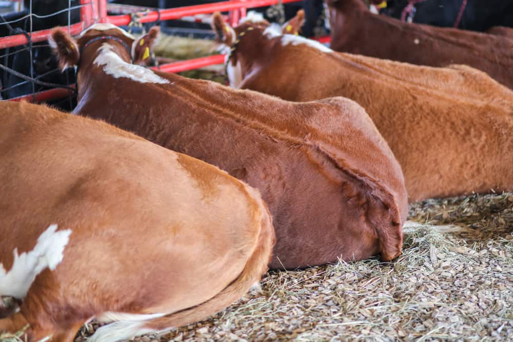 Cows laying down at a livestock show. 