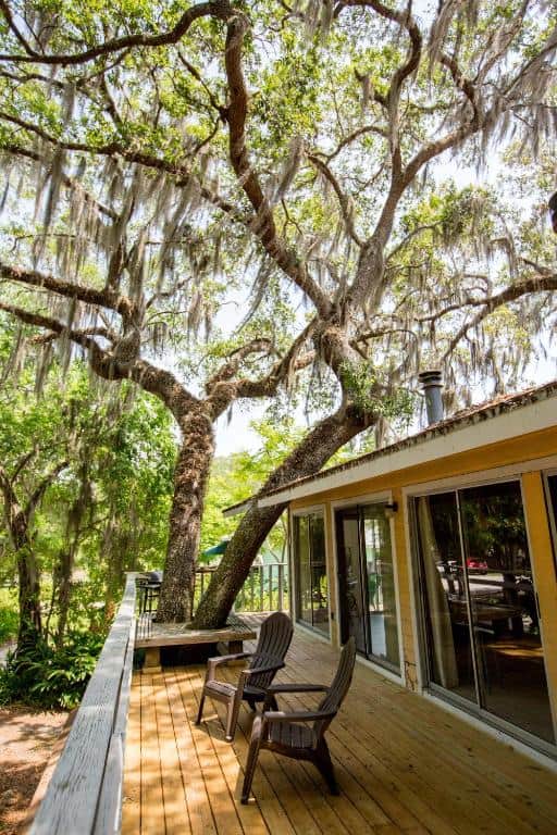 Two trees escaping the porch at this treehouse