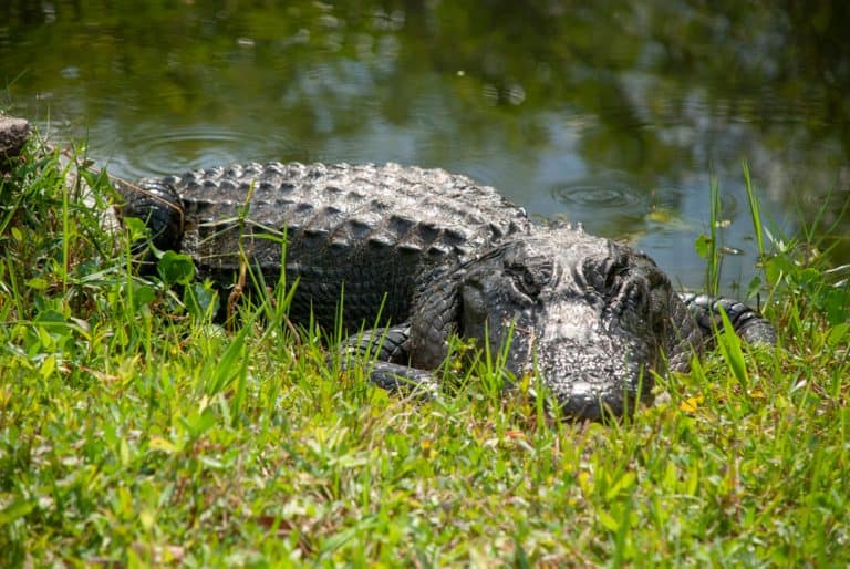 5 Best Everglades Tours Near Naples (Airboats, Kayaking And More ...