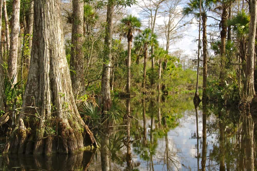 Big Cypress trees in Everglades National Park 