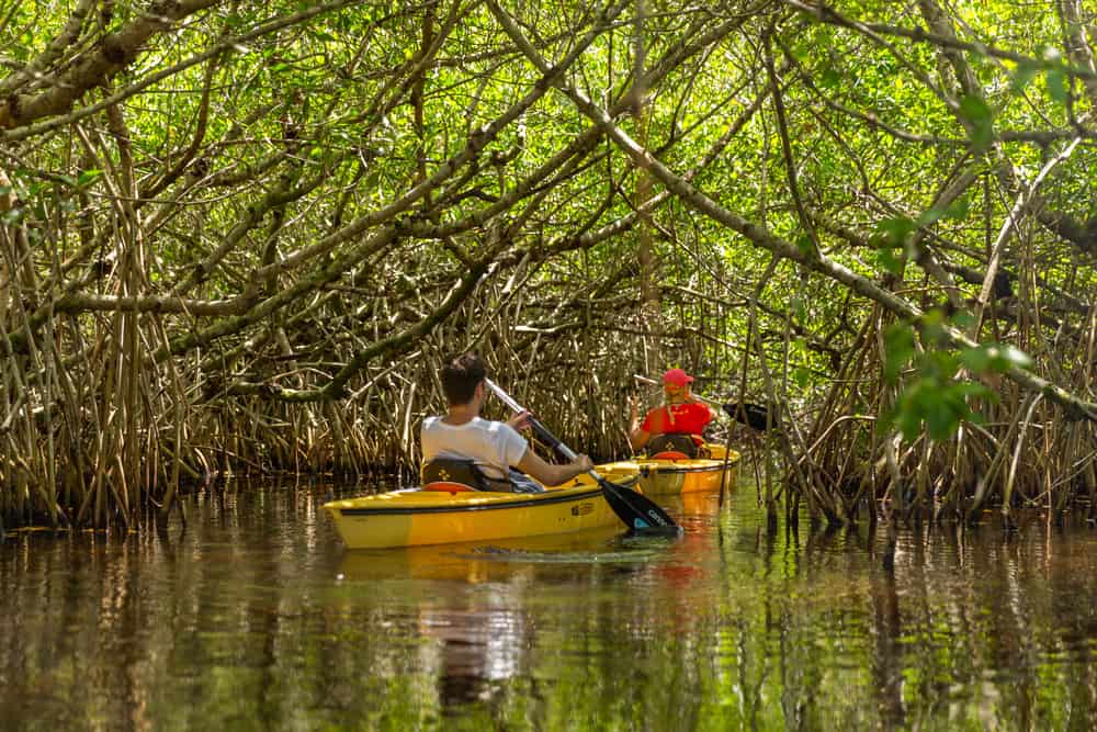 two kayakers under mangrove runnels