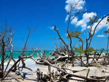 beer can island trees one of the best places to visit in florida for vacation