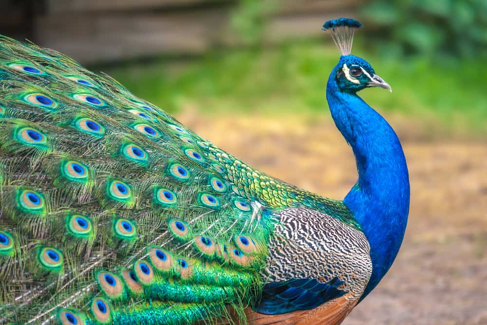 A beautiful, male peacock in profile at the Emerald Coast Wildlife Refuge.