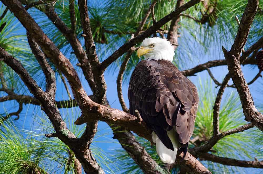A bald eagle perched in a tree.