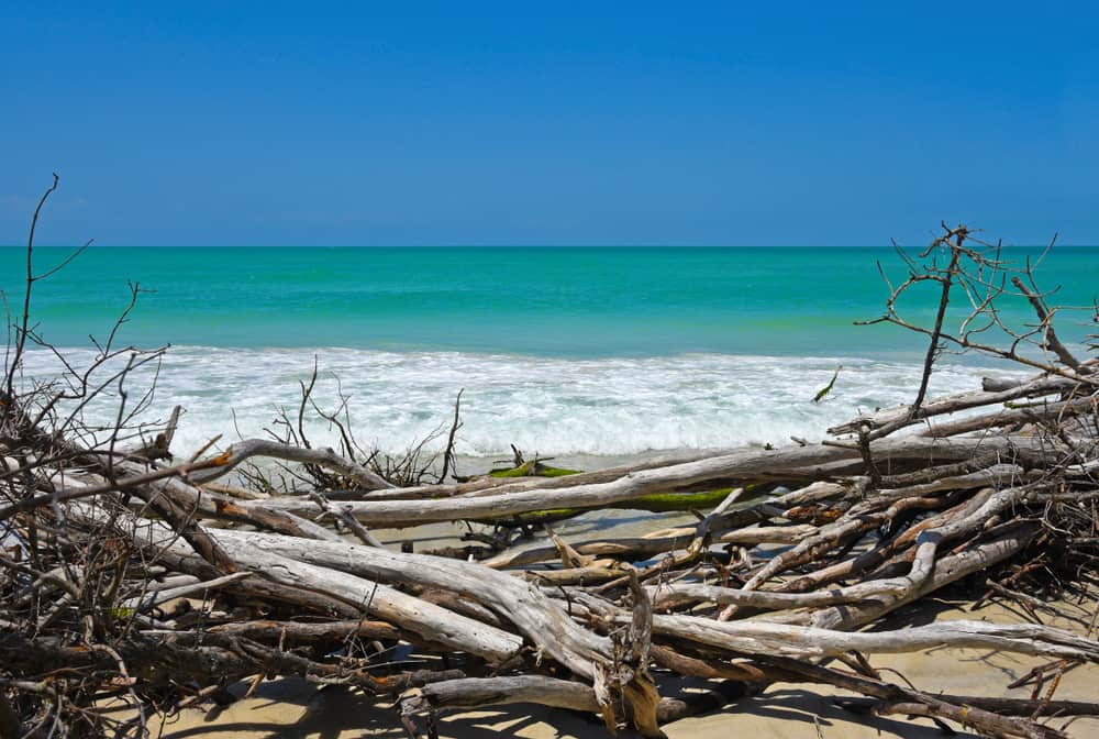 weathered driftwood in the beach in the foreground and the bright blue water of Beer Can Island in the background