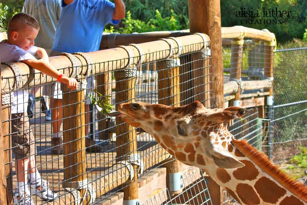 A little boy feeds a giraffe at the Jacksonville Zoo, making it one of the best places to visit in Jacksonville with kids.